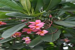 Plumeria rubra
